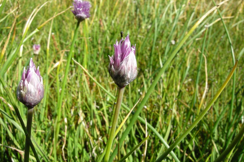 che aglio ? Allium schoenoprasum